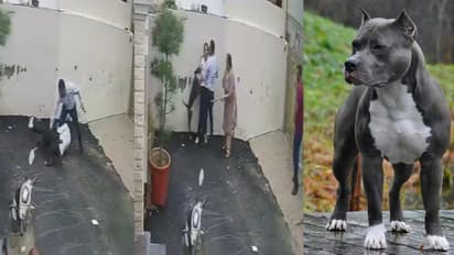Patiala Pitbull Attack