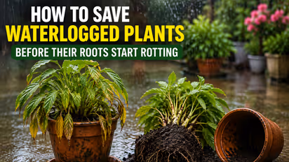 Monsoon Gardening Tips, Are Your Plants Drowning in Rainwater? 5 Ways to Save Waterlogged Pots