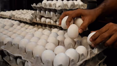 Egg Prices: শীতে ডিমের দাম বেড়ে হবে ২৫ টাকা? দাম বাড়ার পিছনে রয়েছে ইথানলের খেলা!