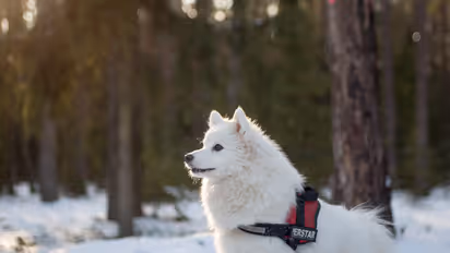 Akita Inu to Samoyed- 5 Most Expensive Dog Breeds in India- That Cost Lakhs To Bring Home