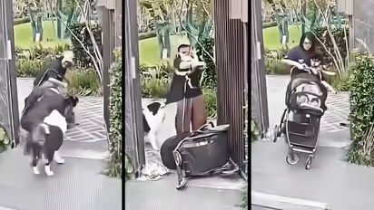 Mother Protects Dog
