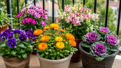 september winter flowers balcony gardening