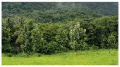 Durga Puja 2026: Looking for Offbeat Forest Stay Near Kolkata? This Village is Worth Exploring