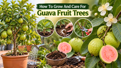 How To Grow And Care For Guava Fruit Trees