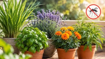 Mosquito Repellent : डासांपासून सुटका हवीये? घरात लावा ही 5 झाडं, नैसर्गिकरित्या त्रास होईल कमी