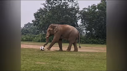 Elephant