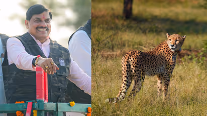 Cheetah CCB 2 Released in Gandhi Sagar Sanctuary Total Cheetahs Rise to 4