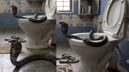 Snake In Bathroom: बाथरुम किंवा टॉयलेटमध्ये साप का आणि कसे येतात? त्यांना कसं रोखायचं?