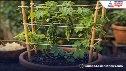 Kitchen Gardening: जागेचं टेन्शन विसरा, बाल्कनीतल्या कुंडीतच अशी वाढवा कारल्याची वेल