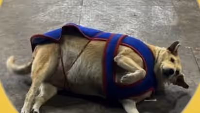 Delhi's fat dog contest - Gola