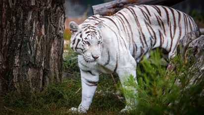 White Tiger : ५५६ किमीचा प्रवास करून 'तेजस' देहराडूनमध्ये दाखल, उत्तराखंडला मिळाला पहिला पांढरा वाघ