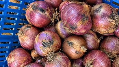 Onion Black Mold: Is This Black Fungus Dangerous? Here’s How to Use it Safely