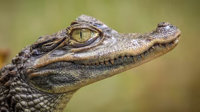 Fake AI Crocodile : सिंगापूरमध्ये मगरीचा खोटा AI फोटो व्हायरल करणं म्यानमारच्या तरुणाला भोवलं