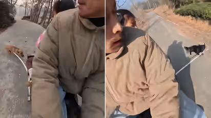 Dog Beating Stick: चीनमध्ये कुत्र्यांना मारण्यासाठी गाडीला लावली काठी, व्हिडिओ व्हायरल