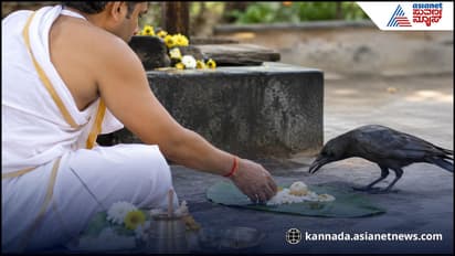 Pitru Paksha 2026: Can't Find Crow For Shraddh Meal? Here Is What You Should Do
