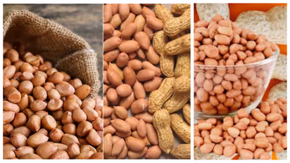Peanuts And Water: शेंगदाणे खाल्ल्यावर लगेच पाणी का पिऊ नये? यामागे काही वैज्ञानिक सत्य आहे का?