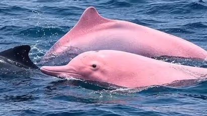 Pink dolphins Oman