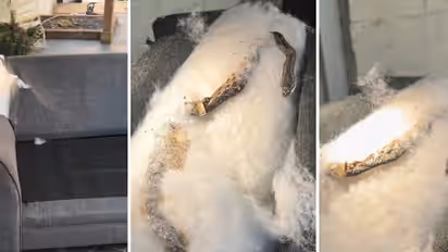 Snake In Sofa: घरात महिनाभर येत होती दुर्गंधी, सोफा फाडून पाहिलं तर आत ५ फुटांचा साप!