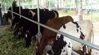 விவசாயத்தைக் காட்டிலும் கால்நடைவளர்ப்பு மூலம் மும்மடங்கு லாபம் எடுக்க முடியும். எப்படி?