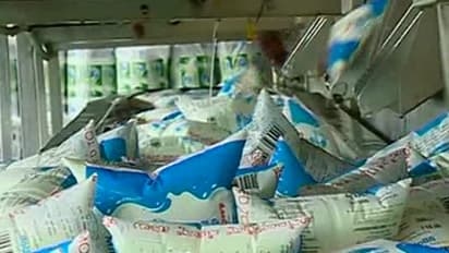 ವರುಣನ ಆರ್ಭಟಕ್ಕೆ ಹೈನುಗಾರಿಕೆ ತತ್ತರ: ಚಾಮರಾಜನಗರ ಹಾಲು ಒಕ್ಕೂಟಕ್ಕೆ ಭಾರೀ ನಷ್ಟ