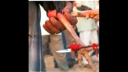 సంక్రాంతి సంబరాల్లో విషాదం.. పుంజుకి కట్టిన కత్తి తగిలి వ్యక్తి మృతి