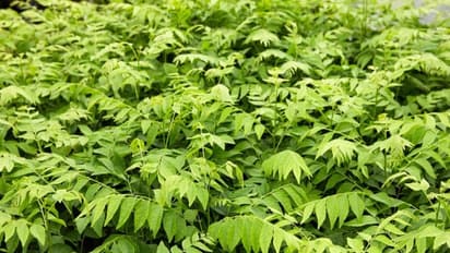 இயற்கை முறையில் கருவேப்பிலை சாகுபடி செய்து லாபம் ஈட்டும் முறை இதோ...