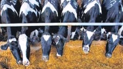 பால் பண்ணை தொழிலுக்கு ஏற்ற கால்நடைகளை தேர்ந்தெடுக்க இந்த முறை உங்களுக்கு உதவும்...