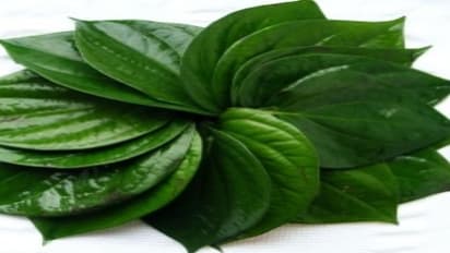 மனிதன் தோன்றிய காலத்தில் இருந்தே இருக்கும் வெற்றிலையின் மகத்துவங்கள்…