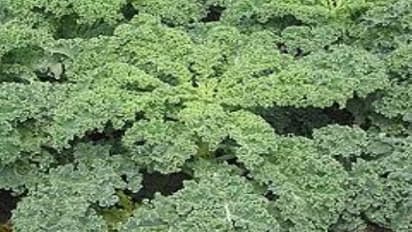 எந்தெந்த கீரைகள் என்னென்ன பிரச்சனைகளை போக்கும் வாசிச்சு தெரிஞ்சுக்குங்க…