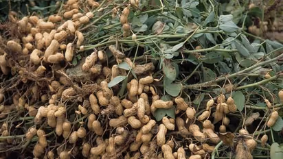 மானாவாரியில் நிலக்கடை சாகுபடி செய்யும்போது இவற்றை கவனிக்க மறக்க வேண்டாம்...