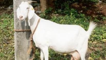 வெள்ளாடு இனங்கள் மற்றும் அவற்றின் சிறப்பியல்புகளை இங்கே தெரிந்து கொள்ளலாம்...