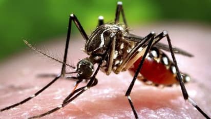Vaccination against malarial infection soon?