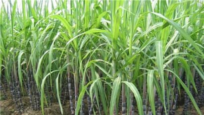 கரும்பு பயிருக்கு இந்த பூச்சிகள்தாம் முதல் எதிரி... தடுக்கும் வழிகள் உள்ளே...