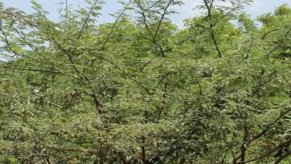 இதோ! காட்டு கருவேல மரங்களைப் பற்றிய பத்து தகவலகள்…