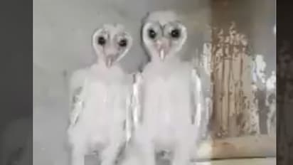 വിശാഖപട്ടണത്ത് കണ്ട അന്യഗ്രഹജീവികള്; സത്യം ഇതാണ്