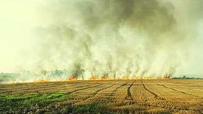 Haryana, Punjab govt's resolve to reduce Air pollution put farmers in a fix