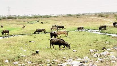 பாலைவனமாக மாறிப் போன புழல் ஏரி; "மனை விற்பனை" பதாகையால் பரபரப்பு...