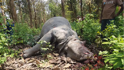 South Africa: Rhino poaching drops, elephant poaching rises