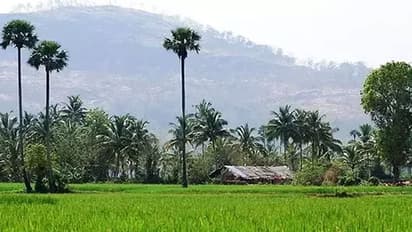 ഇക്കുറി ഓണമുണ്ണാന് വിഷമയമില്ലാത്ത അരിയെത്തും