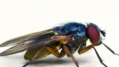 'ഡ്രാക്കുള' ഈച്ചയുടെ ശല്യം രൂക്ഷമായി