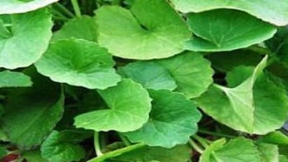 வாழ வைக்கும் வல்லாரை கீரையின் மருத்து பயன்கள் இதோ…