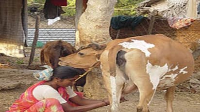 கறவை பசுவை எப்படி பார்த்து வாங்கணும்?