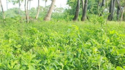 மரிக்கொழுந்து சாகுபடி ஏன் அனைவராலும் விரும்பி செய்யப்படுகிறது தெரியுமா? முழு தகவலும் உள்ளே...