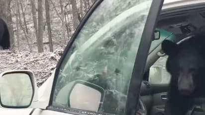 കാറിനകത്ത് കുടുങ്ങിയ കരടികുട്ടന് സംഭവിച്ചത്