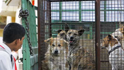 Stray dogs bite a Bengalurean every five minutes