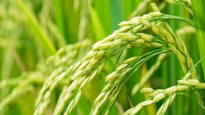 நெற்பயிரில் நோய்க் கட்டுப்பாட்டை தடுக்க இதுதான் சரியான வழி...