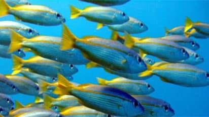 மீன்களை பதப்படுத்துவது மற்றும் மதிப்புக் கூட்டு பொருளாக மாற்றுவது பற்றிய தொகுப்பு…