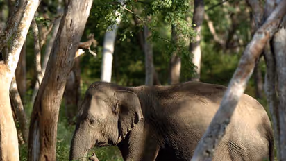 Herd of wild elephants camping at sugarcane field in HD Kote