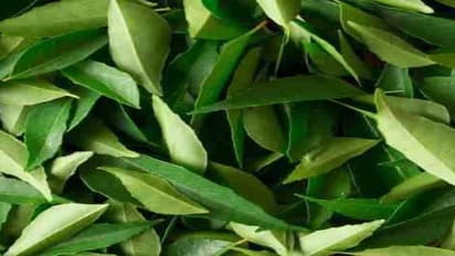 இளமைக்கு உத்திரவாதம் தரும் கறிவேப்பிலை….