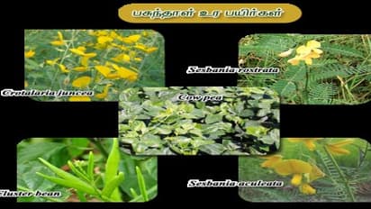 எவ்வகை பசுந்தாள் உரப் பயிர்கள் மண் வளத்தைக் காக்கும்?